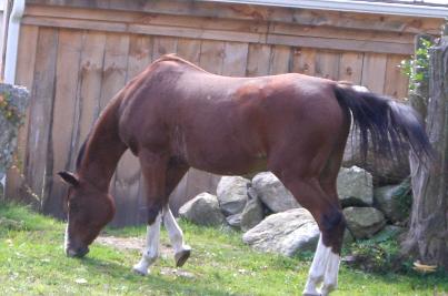 Canterbrook Cameo Aka Camelot the Love of Misty Rose 